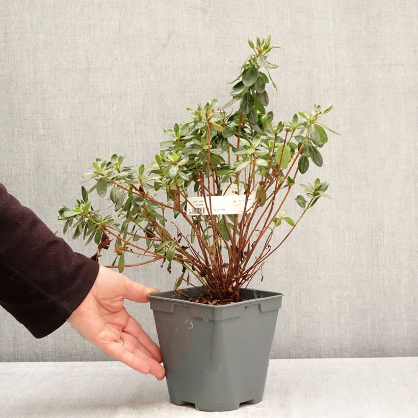 Amostra de Azálea Japonesa Orange Beauty Vaso de 2 L/3 L tal como entregue na primavera