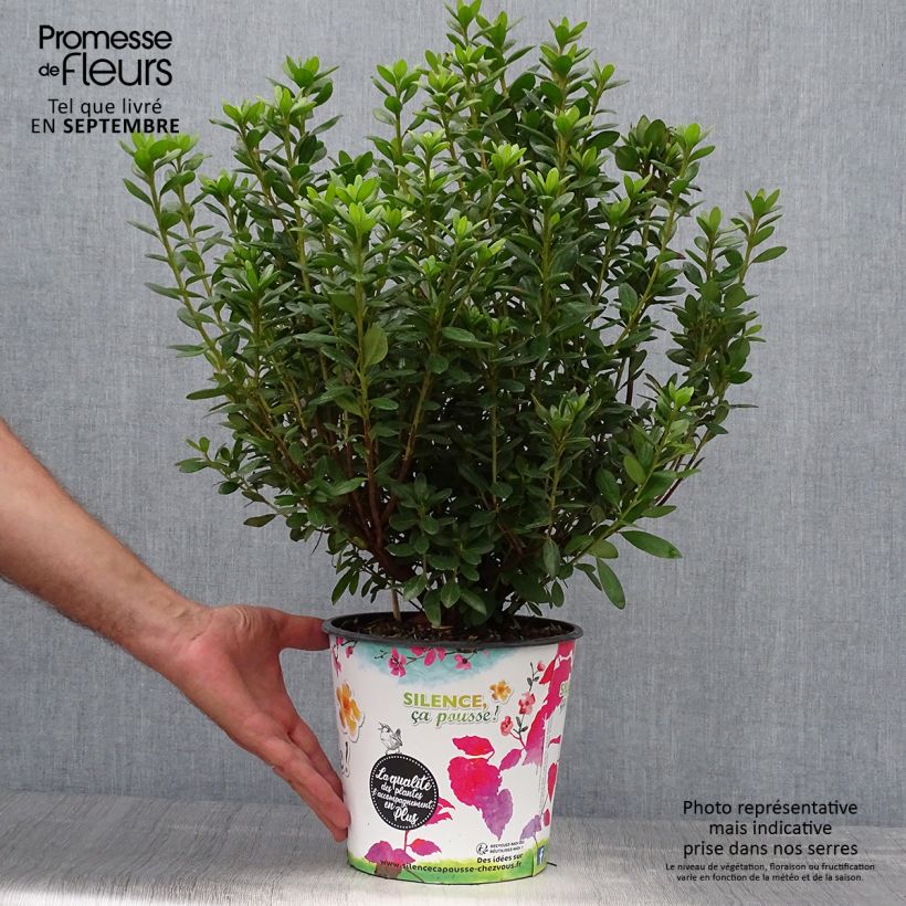 Amostra de Azálea Japonesa Orange Beauty Vaso de 2 L/3 L tal como entregue no outono