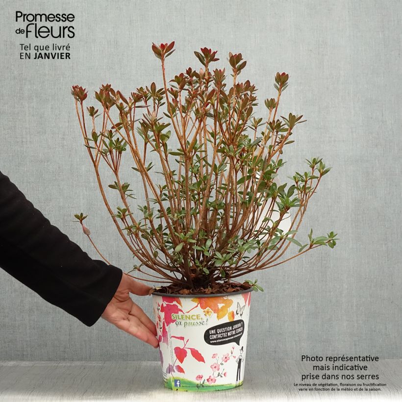 Amostra de Azalée japonaise Orange Beauty - Rhododendron hybride Vaso de 2 L/3 L tal como entregue no inverno