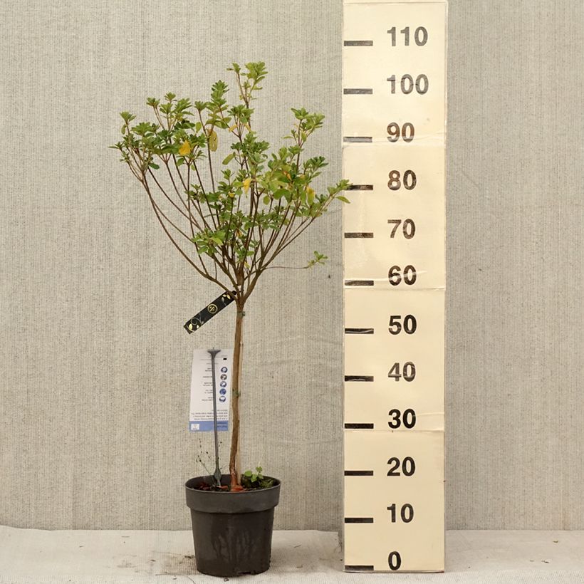 Amostra de Azálea Japonesa Schneeglanz Vaso de 4 L/5 L, Haste tal como entregue no verão