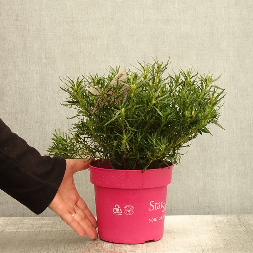 Amostra de Azálea Japonesa Star Style Pink Vaso de 3 L/4 L tal como entregue no outono