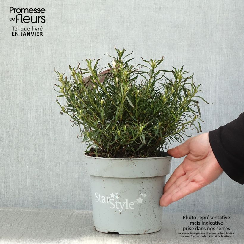 Amostra de Azálea Japonesa Star Style Pink Vaso de 3 L/4 L tal como entregue no inverno