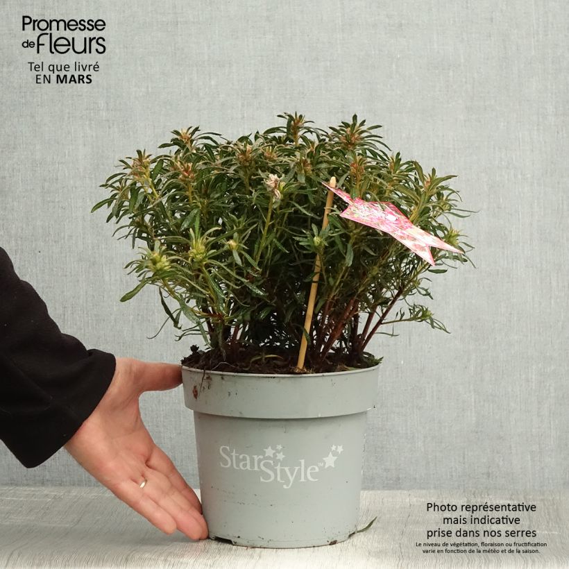 Amostra de Azálea Japonesa Star Style Pink Vaso de 3 L/4 L tal como entregue na primavera