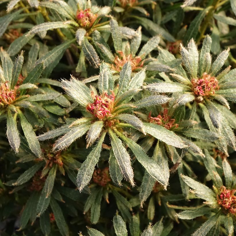 Azálea Japonesa Star Style Violet (Folhagem)