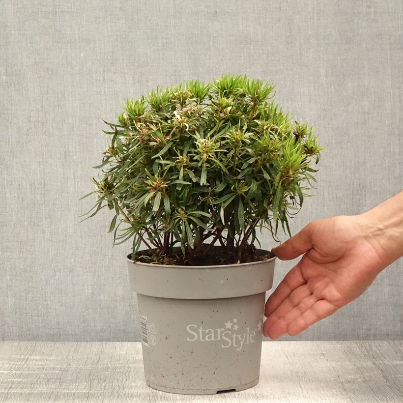 Amostra de Azálea Japonesa Star Style White Vaso de 3 L/4 L tal como entregue no verão
