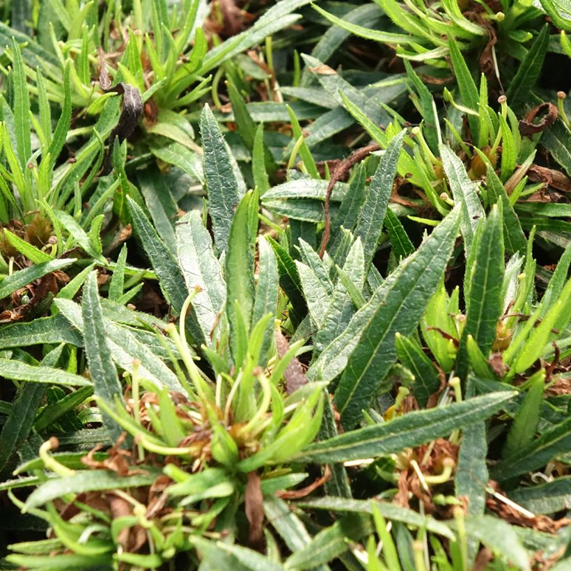 Azálea Japonesa Star Style White (Folhagem)