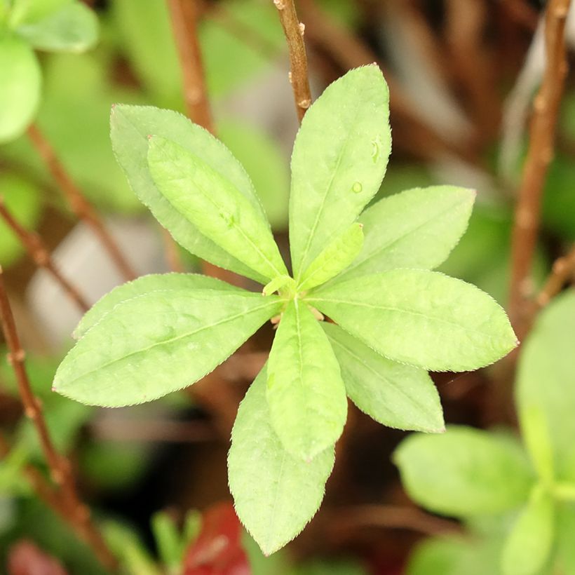 Azálea Mollis Viscosa (Folhagem)