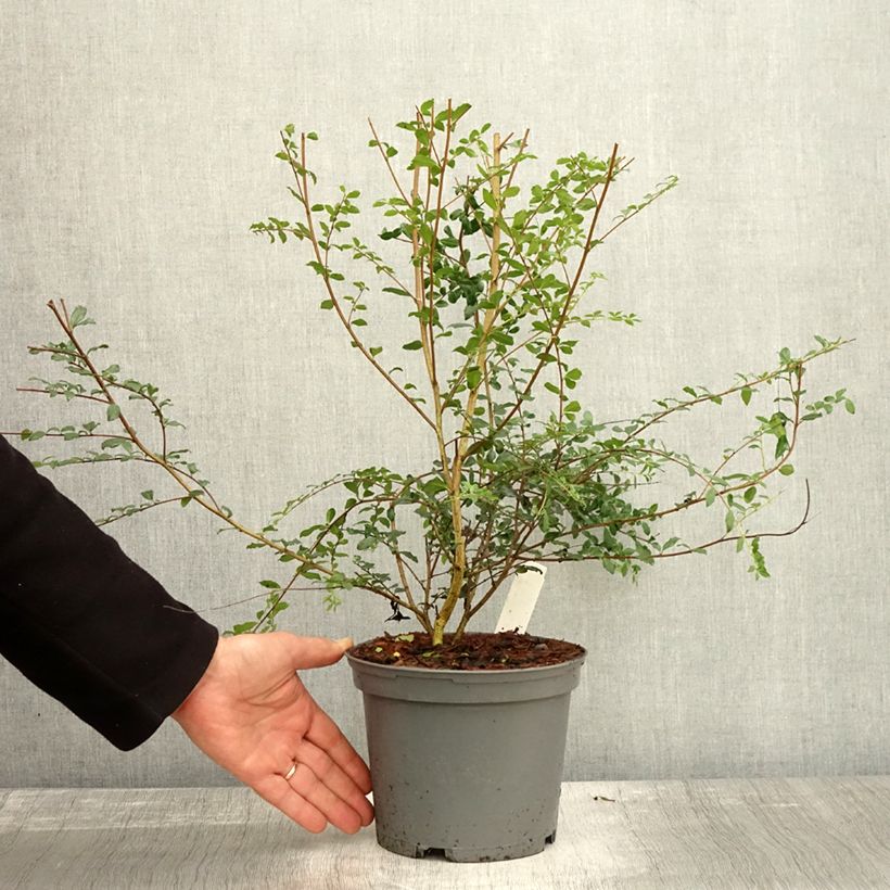 Amostra de Azara microphylla Vaso de 2 L/3 L tal como entregue no outono