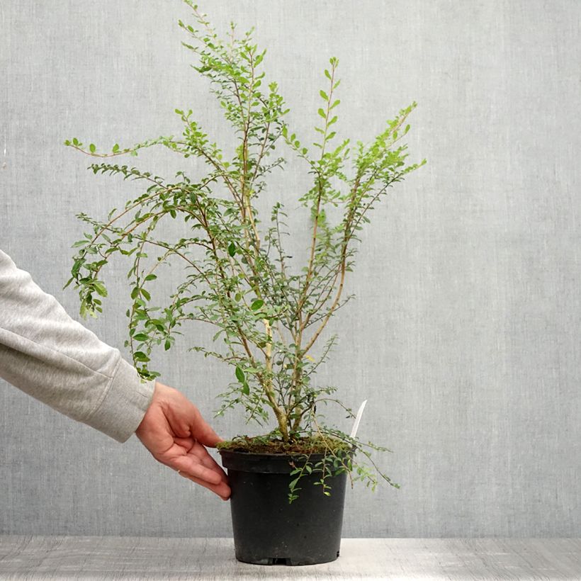 Amostra de Azara microphylla Vaso de 2 L/3 L tal como entregue no verão