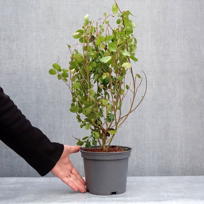 Amostra de Azara serrata Vaso de 2 L/3 L tal como entregue no inverno