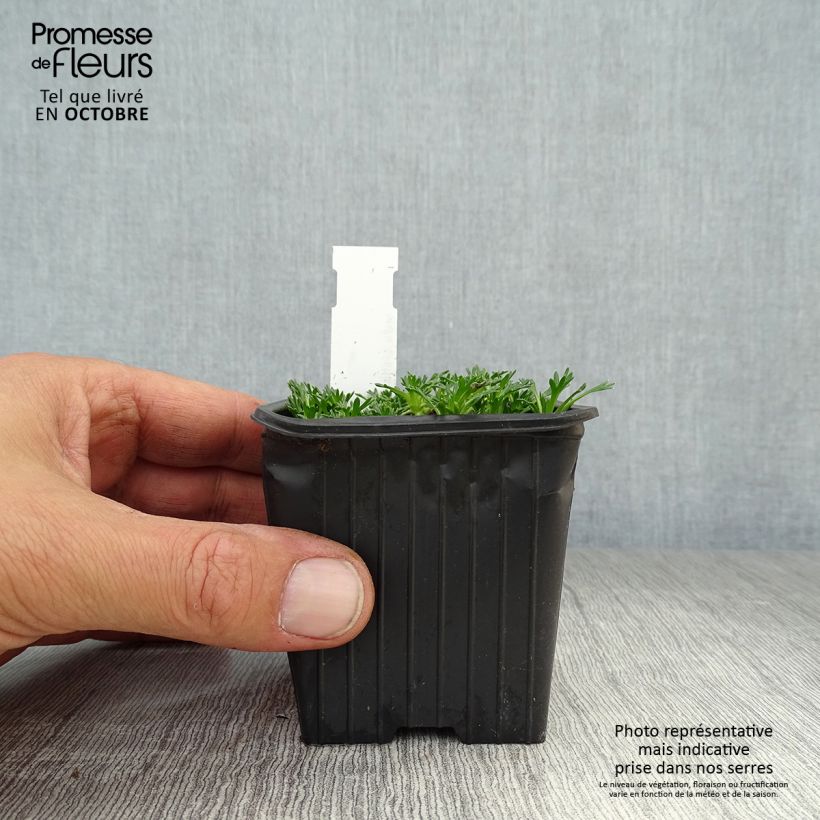Amostra de Azorella trifurcata Nana Vaso de 8/9 cm tal como entregue no outono