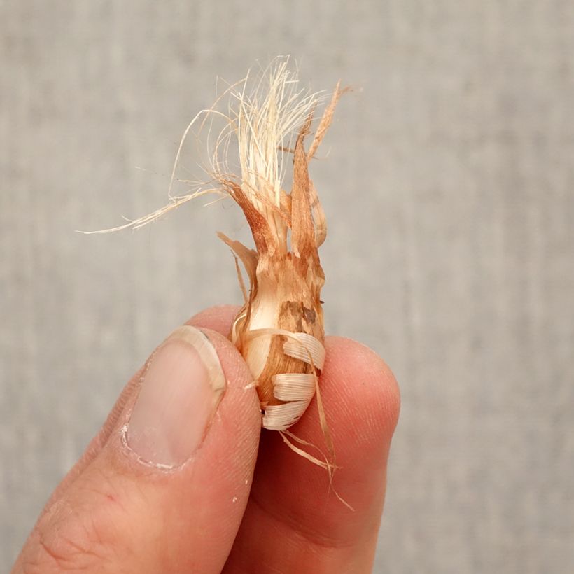 Amostra de Babiana stricta em mistura Bulbo Calibre 4/5 tal como entregue na primavera