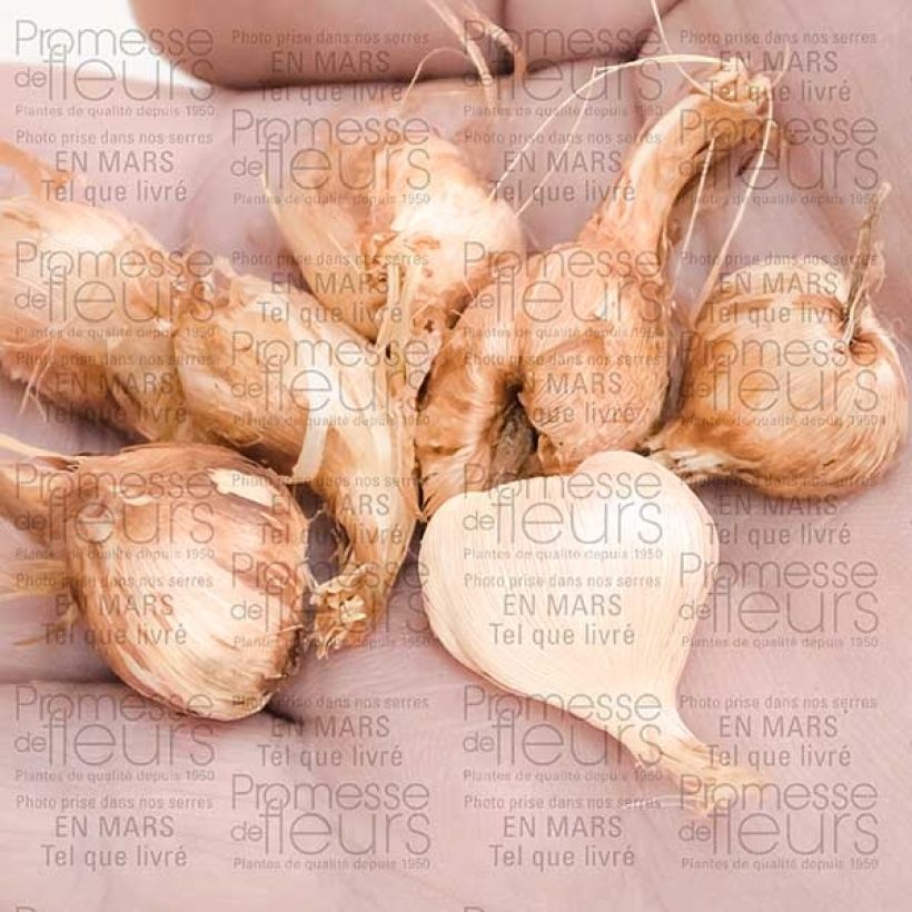 Exemplo de amostra de Babiane ou Racine de Babouin Stricta Zwanenburg Glory Bulbo size 4+ tal como entregue