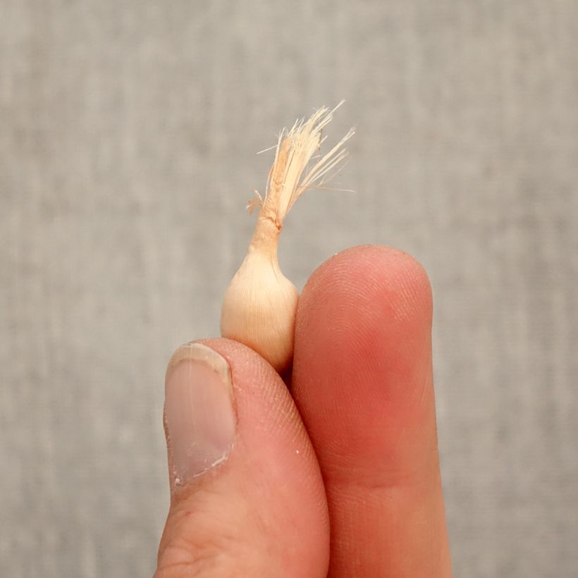 Amostra de Babiana stricta Zwanenburg Glory Bulbo Calibre 4+ tal como entregue na primavera