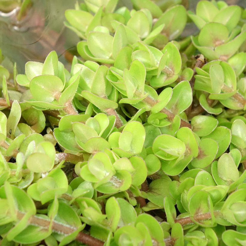 Bacopa caroliniana (Folhagem)