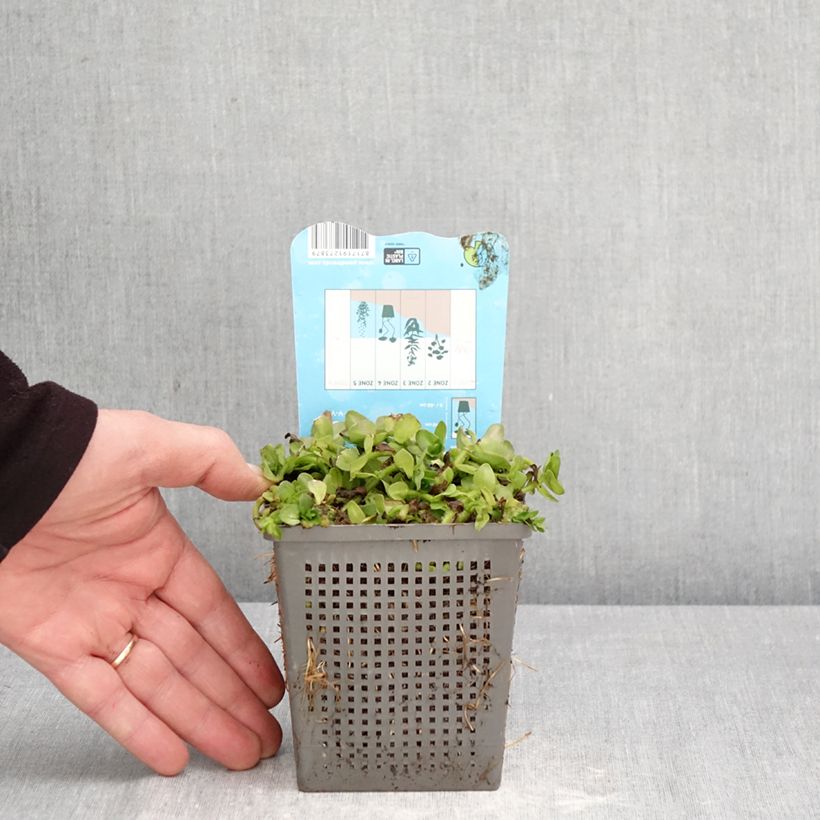 Amostra de Bacopa caroliniana Vaso de 1 L/1,5 L tal como entregue na primavera