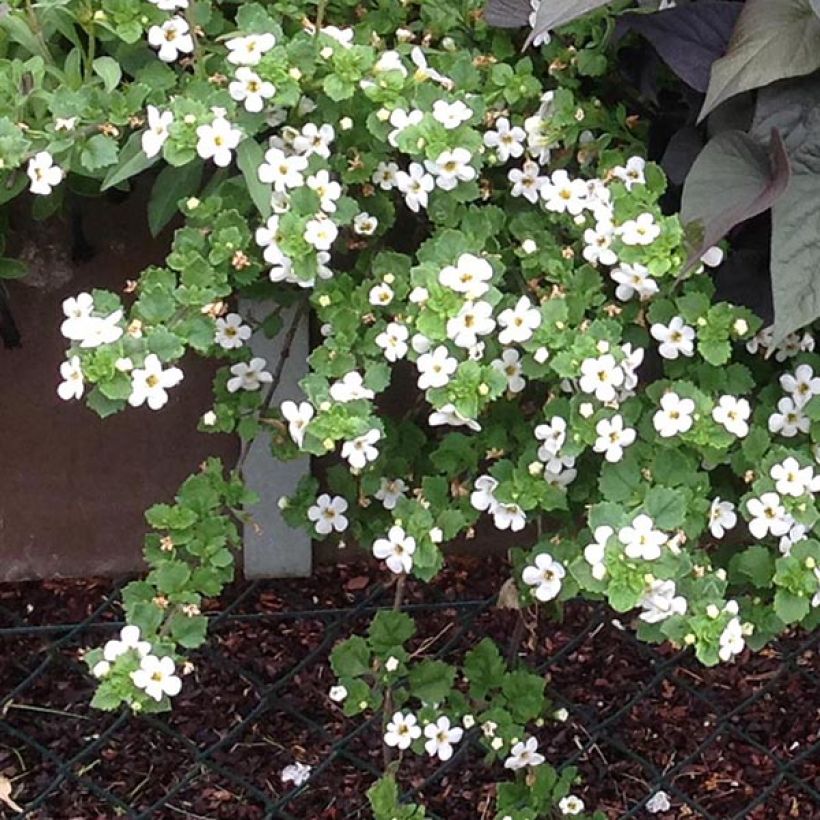 Bacopa Gulliver Dynamic White (Hábito)