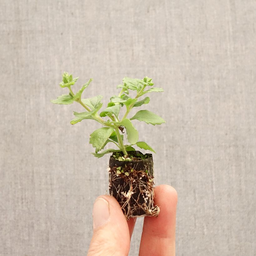 Amostra de Bacopa Gulliver Compact Rosa Mini-torrão Ø 3/4 cm tal como entregue na primavera