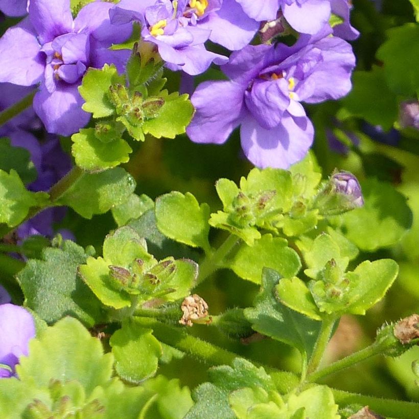 Bacopa Scopia Double Indigo (Folhagem)