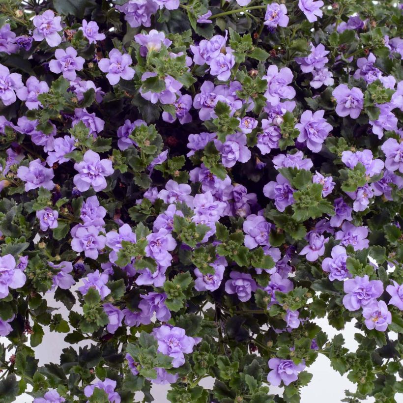 Bacopa Scopia Double Lavender (Floração)