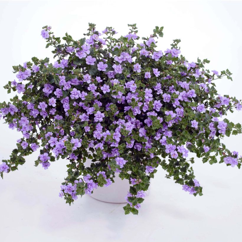Bacopa Scopia Double Lavender (Hábito)
