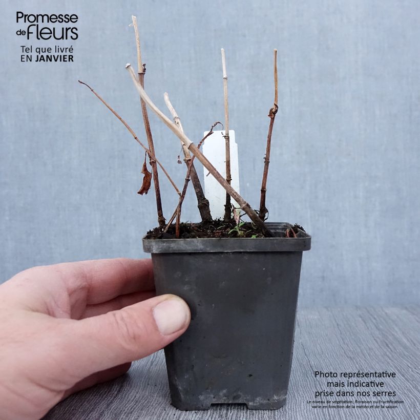 Amostra de Baldellia ranunculoides - Alisma fausse-renoncule  Godet de 8/9 cm tal como entregue no inverno