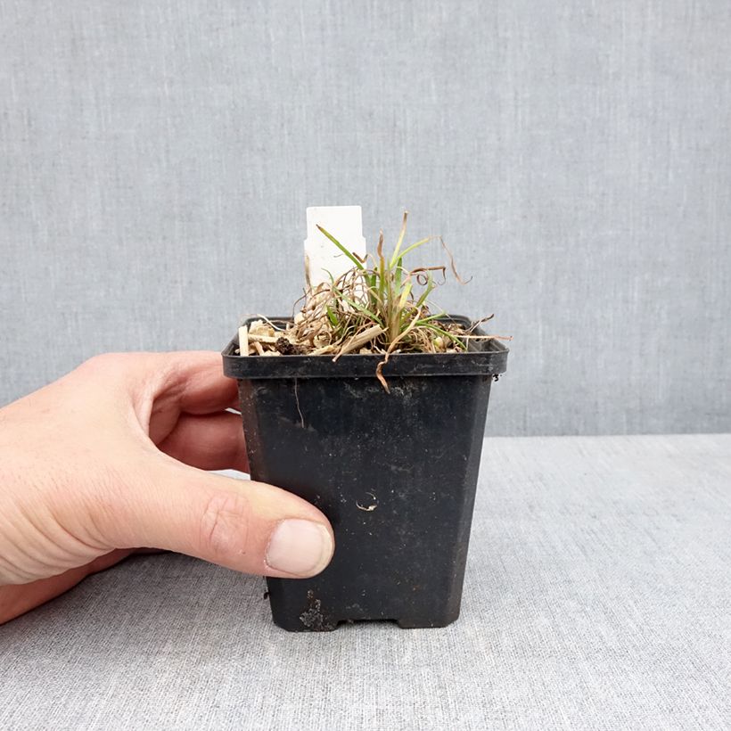 Amostra de Baldellia ranunculoides Vaso de 8/9 cm tal como entregue na primavera