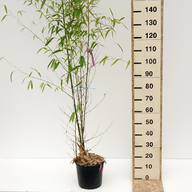 Amostra de Bambou doré - Phyllostachys aurea Vaso de 7,5 L/10 L tal como entregue no inverno