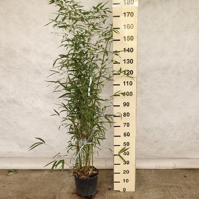 Amostra de Phyllostachys aurea Vaso de 7,5 L/10 L tal como entregue no verão