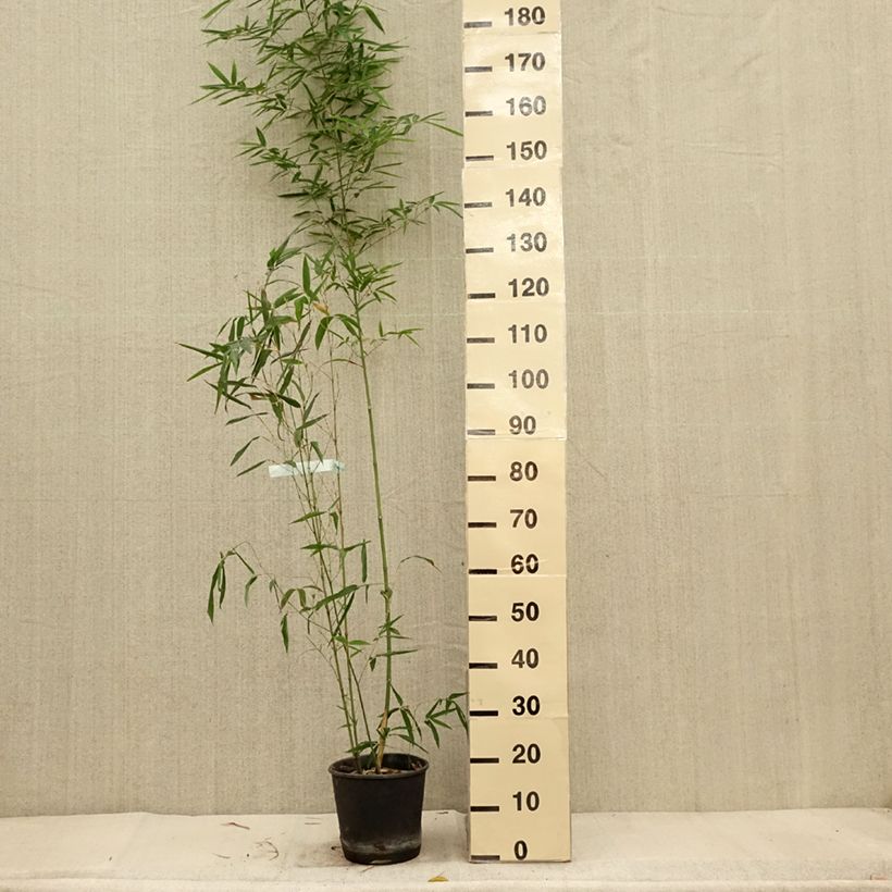 Amostra de Bambou doré - Phyllostachys aurea Koï Pot de 4L/5L tal como entregue no outono