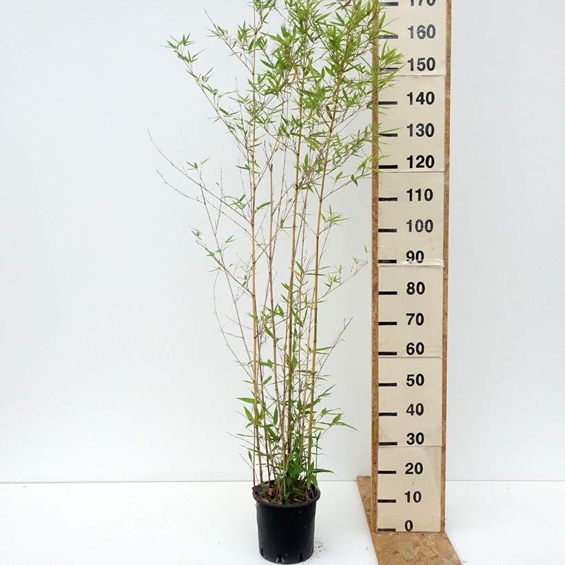 Amostra de Phyllostachys aurea Koï Vaso de 4 L/5 L tal como entregue no verão