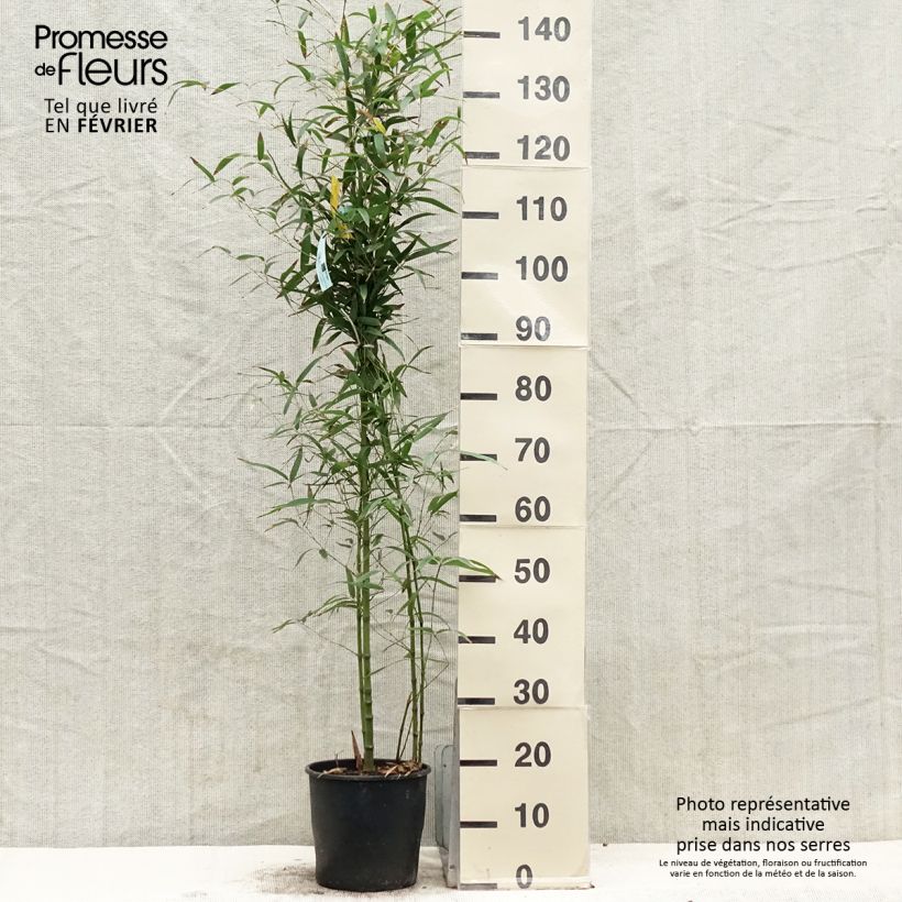 Amostra de Phyllostachys aurea Koï Vaso de 4 L/5 L tal como entregue no inverno