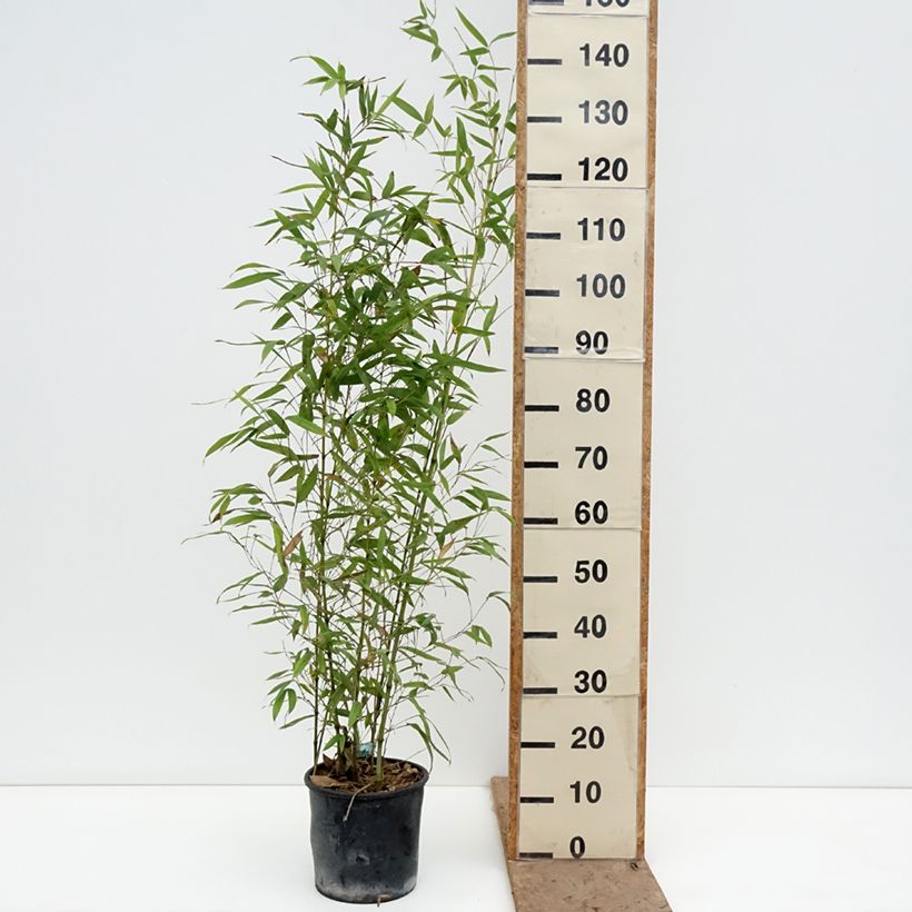 Amostra de Phyllostachys aurea Koï Vaso de 4 L/5 L tal como entregue na primavera