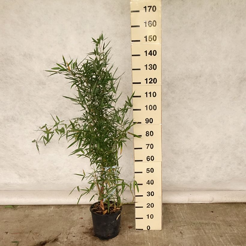 Amostra de Phyllostachys aurea Vaso de 4 L/5 L tal como entregue no verão