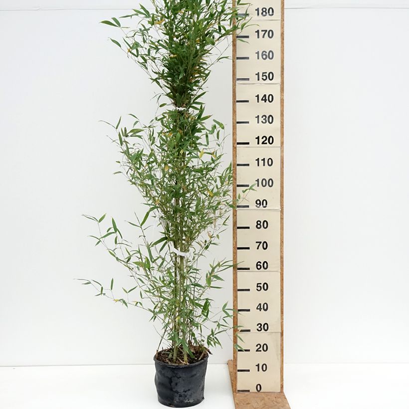 Amostra de Phyllostachys aurea Vaso de 7,5 L/10 L tal como entregue no outono