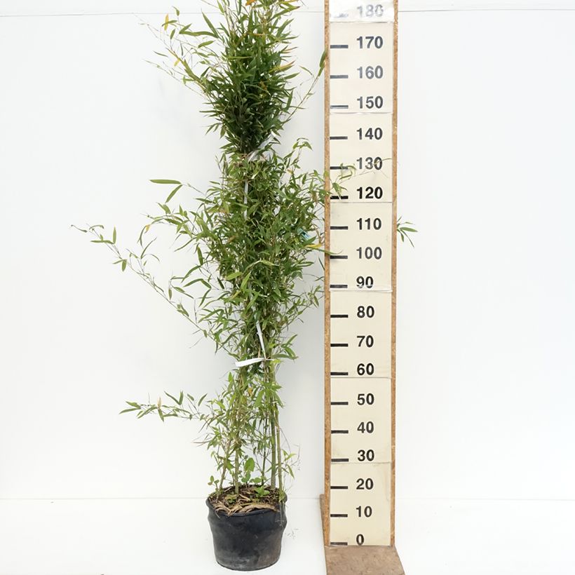 Amostra de Phyllostachys aurea Vaso de 7,5 L/10 L tal como entregue na primavera