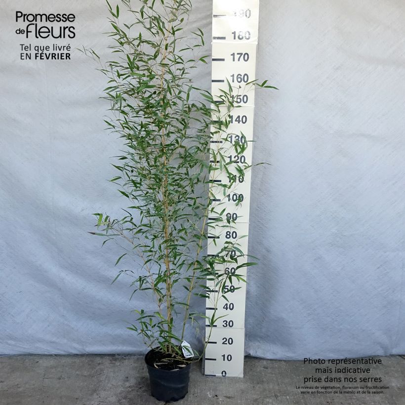 Amostra de Bambou jaune - Phyllostachys aureosulcata Aureocaulis Vaso de 4 L/5 L tal como entregue no inverno