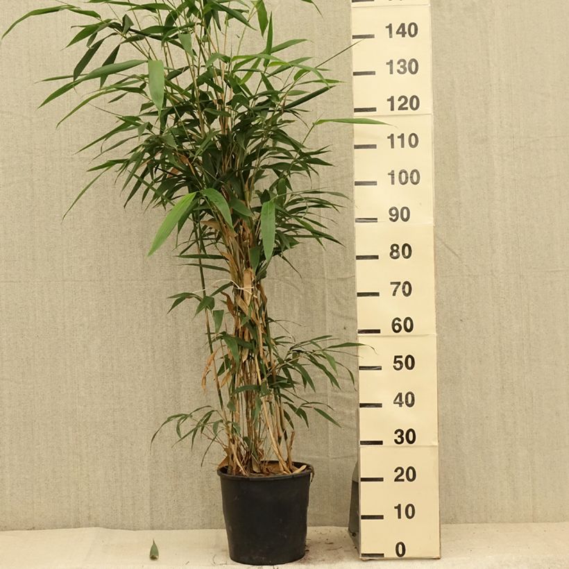 Amostra de Pseudosasa japonica Vaso de 4 L/5 L tal como entregue no verão