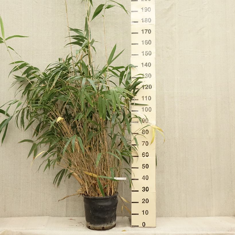 Amostra de Pseudosasa japonica Vaso de 12 L/15 L tal como entregue no outono