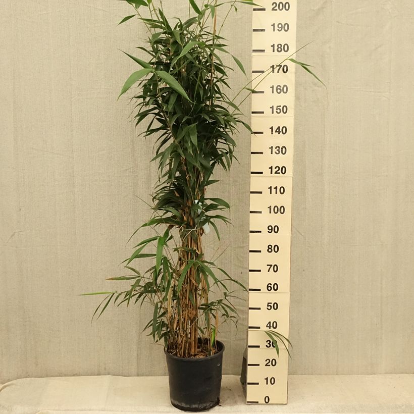Amostra de Pseudosasa japonica Vaso de 12 L/15 L tal como entregue no verão