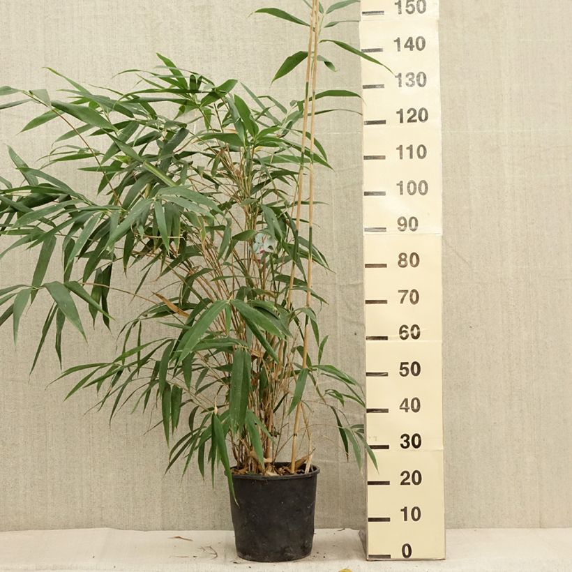 Amostra de Pseudosasa japonica Vaso de 4 L/5 L tal como entregue no outono