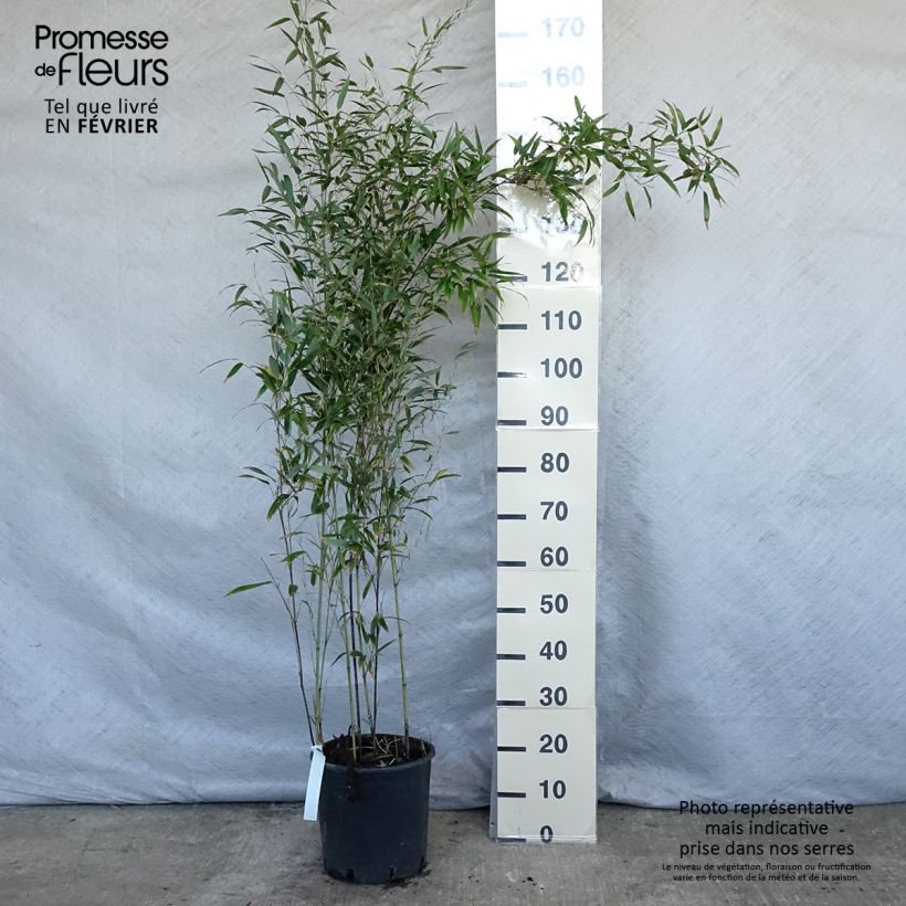 Amostra de Phyllostachys nigra Vaso de 7,5 L/10 L tal como entregue no inverno