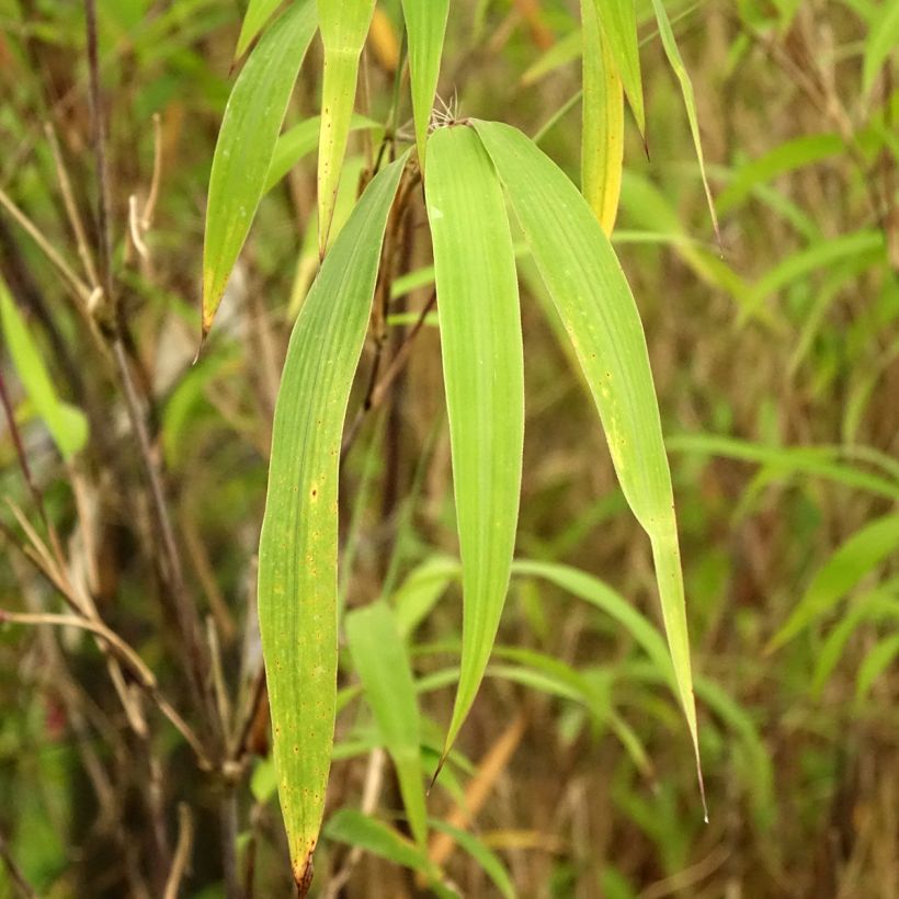 Fargesia yunnanensis (Folhagem)