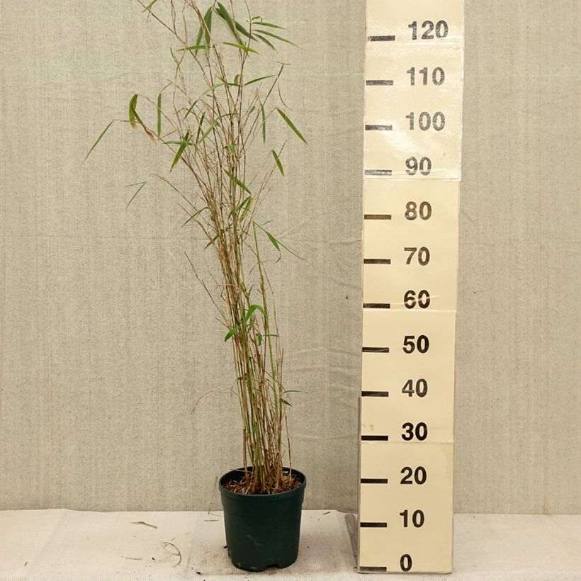 Amostra de Fargesia yunnanensis Vaso de 4 L/5 L tal como entregue no outono