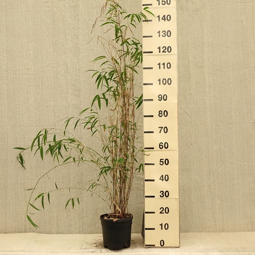 Amostra de Fargesia yunnanensis Vaso de 4 L/5 L tal como entregue no verão