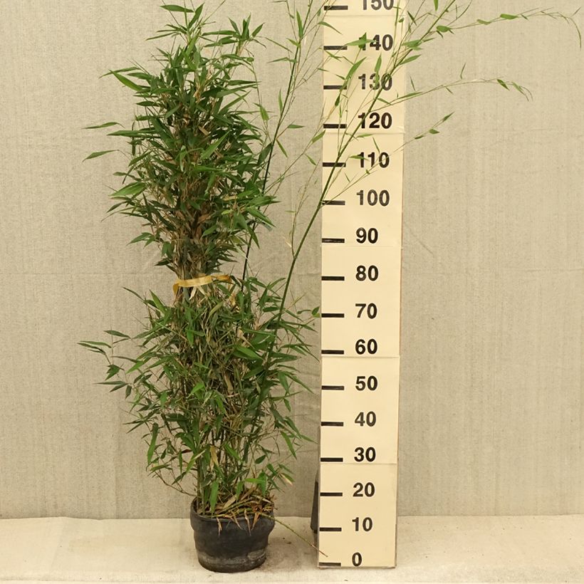 Amostra de Phyllostachys bissetii Vaso de 4 L/5 L tal como entregue no verão