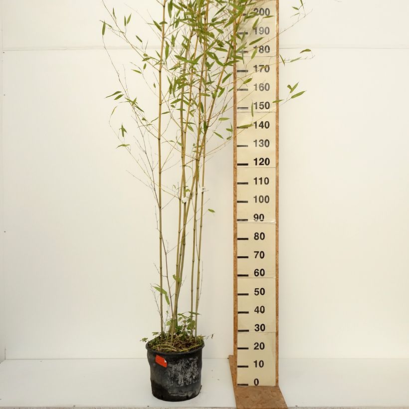 Amostra de Phyllostachys bissetii Vaso de 12 L/15 L tal como entregue no outono