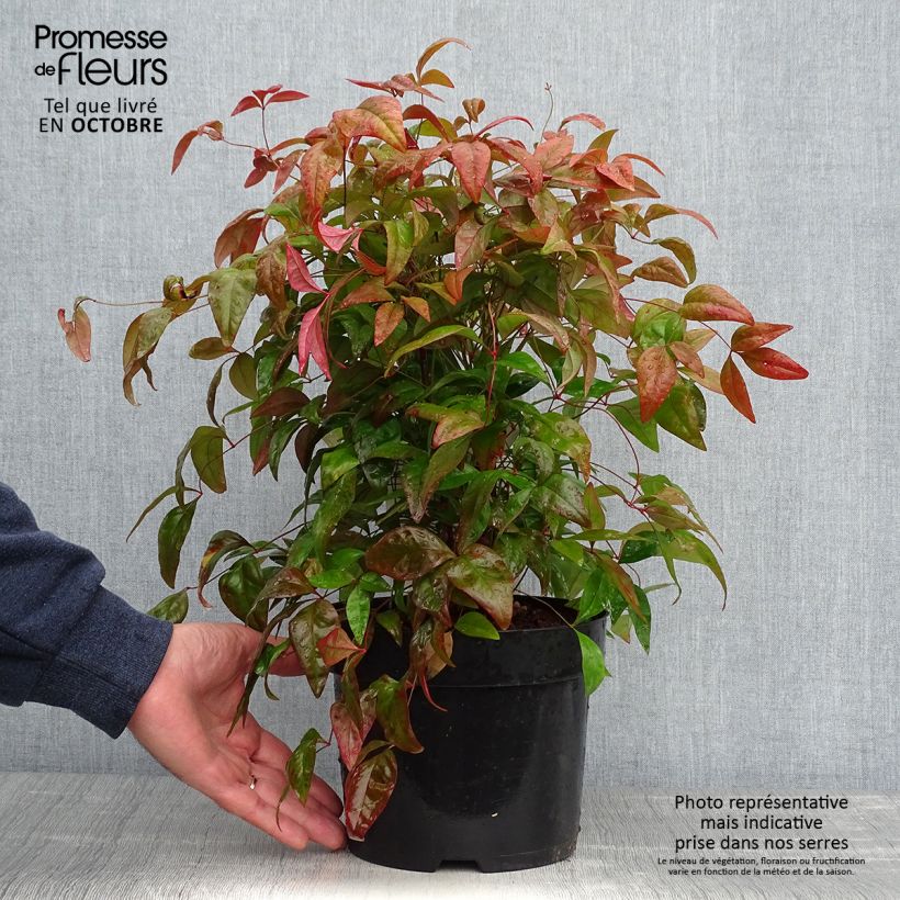 Amostra de Nandina domestica Blush Pink Vaso de 2 L/3 L tal como entregue no outono