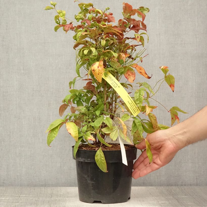 Amostra de Nandina domestica Blush Pink Vaso de 2 L/3 L tal como entregue no verão