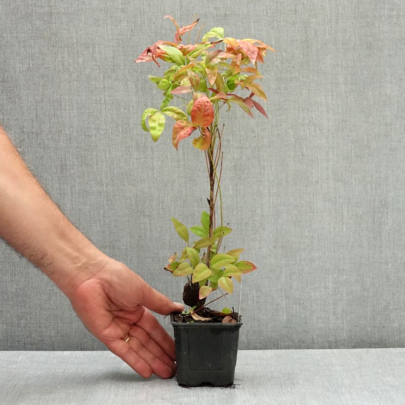 Amostra de Nandina domestica Blush Pink Vaso de 8/9 cm tal como entregue no verão